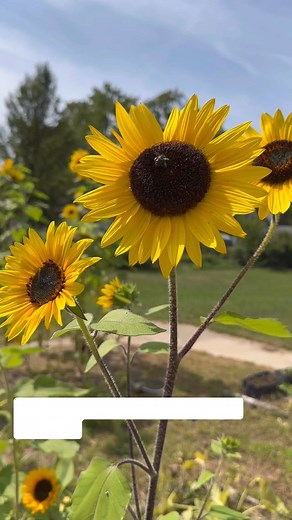 Dancing Sunflowers | Richard Watson