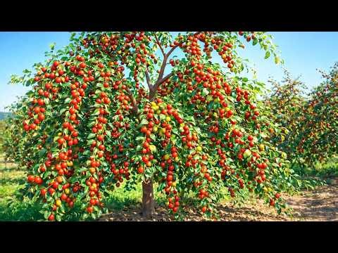 How Chinese Jujube Is Grown – From Seed to Heavy Red Fruit Harvest