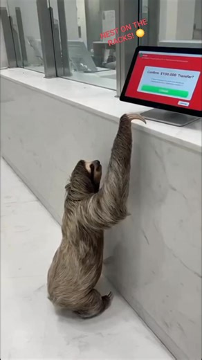 In a vast desert solar farm, life is clinging on in the most challenging spot imaginable! This nest, filled with exposed, vulnerable chicks, is built directly in the narrow metal channel between massive, heat-radiating solar panels. The dedication of the parent bird to raise its young in this intensely hot, artificial environment is a stunning display of survival against the odds. This nest highlights the constant adaptation wildlife must undergo in the face of massive human development. Are the