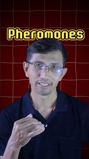 Have you ever wondered how ants Communicate??