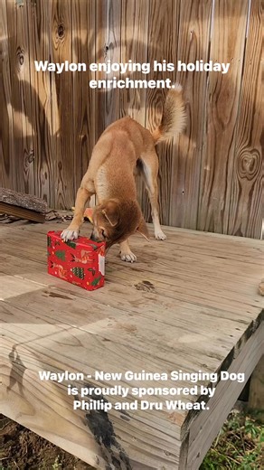 Waylon enjoyed his holiday treats. Waylon - New Guinea Singing Dog Waylon is proudly sponsored by Phillip and Dru Wheat. | Alabama Gulf Coast Zoo