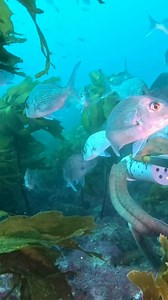 65K views · 602 reactions | What’s living in our marine protected areas? 麗 www.nrc.govt.nz/marineareas | Northland Regional Council | Facebook