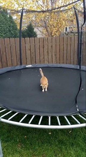 Cat Does Trampoline Backflip! #cat #funny