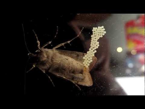 A Moth Laying Her Eggs