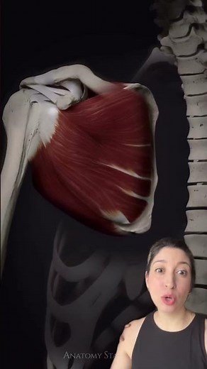 Subscapularis muscle!