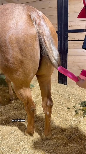 Braid Dakota's Hair With Me! #horses #equestrian #braiding #barrelracing | Sadie Miller