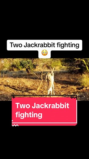 Fascinating Facts About Jackrabbit Behavior
