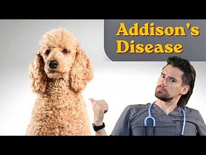 Addison's disease in the Dog. Dr. Dan explains on his way to work.