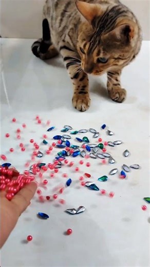 Bengal Cat Reacts to Falling Pink & Crystal Beads 💖💎 Satisfying ASMR