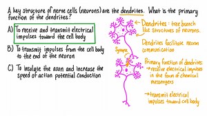 Defining the Importance of Dendrites