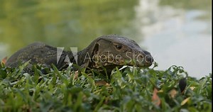 Asian wilderness monitor lizard scales animal reptile tropical wild life close up. Natural habitat of monitor lizard green asian nature wildlife reptile biodiversity green landscapes monitor lizard.