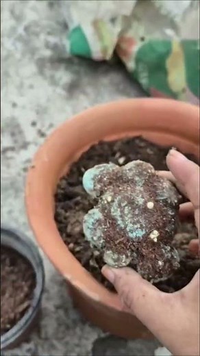 Preventing calla lily bulbs repotting in winter #callalily #lily #roofgarden