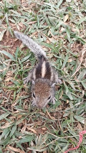 First Time Outside – Cute Squirrel Exploring the World 🐿️#shorts #viral video #mini vlog