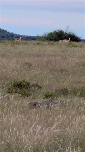 Perfect Shot on a Springbok #wildlife #deer #hunting #southafrica