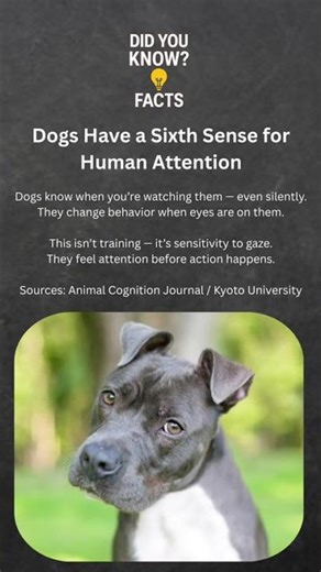 Dogs Have a Sixth Sense for Human Attention
