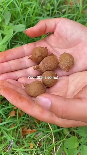 Discover Amazing Fruits: A Relaxing ASMR Experience