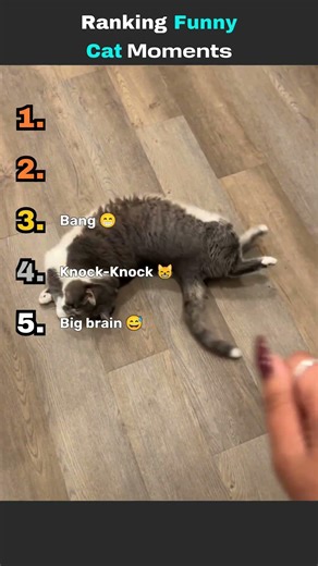 Top 5 Funny Cat Moments Ever 😹 | Viral Cat Videos #Shorts