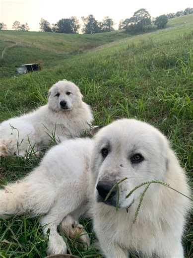 Lovin the Greatest breed!! . . . . . #hilltopgreatpyrenees #greatpyrenees #livestockguardiandog #greatpyreneesofig #greatpyreneesofthehour #greatpyreneeslife #adorablepuppies #puppytraining #greatpyreneespuppies #greatpyreneesofthemoment #akcgreatpyrenees #greatpyreneesofinstagram #greatpyreneesfamily #greatpyr #livestockguardian #greatpyreneesoftheday #greatpyreneesrules #greatpyreneespuppy #workingdog #cutestpuppyever #greatpyreneesrock #giantpuppy #greatpyreneeslove #bestbreed #bigwhitedog #g