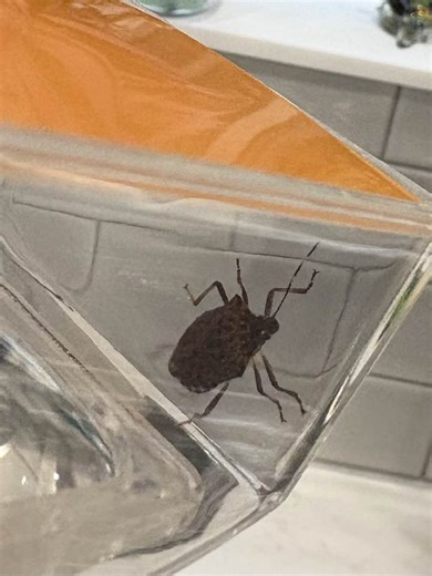 Homeowners Entomology (Insect Identification) | Is this the kissing bug that spreads chagas | Facebook