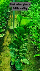 Fiddle leaf fig Indoor plants available for sale Location pattoki Delivery available worldwide For orders contact or WhatsApp 923457858830 #indoorplants #plants #gardening #plantslover | Dogar Online Nursary and Kitchen Gardening Shop