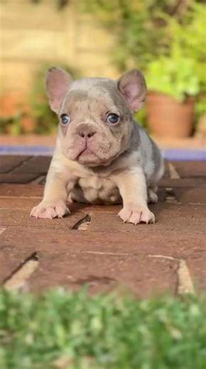 Isabella Tan Merle French Bulldogs for Adoption