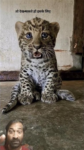 leopard Cubs Look like When They re Angry #animals #wildlife #leopard #shorts #ytshorts
