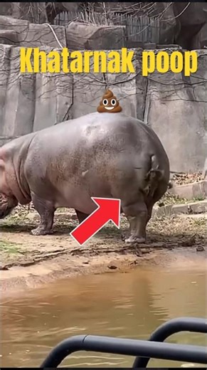 Hippo poop facts 💩 #hippo #shorts #poop