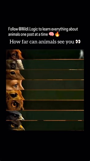 Wild Logic on Instagram: "This comparison shows how different animals recognize a human as a human, not just as movement. It focuses on body shape recognition, which depends on visual sharpness, contrast sensitivity, and how well an animal's brain interprets patterns. The distances mentioned are approximate, not exact measurements. They combine known limits of animal vision with real-world factors like lighting, background clutter, atmospheric blur, and motion cues. In essence, it highlights tha