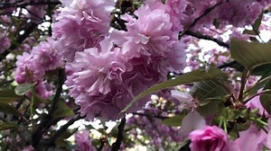 Free video - Cherry Tree, Tree, Blossom, Bloom