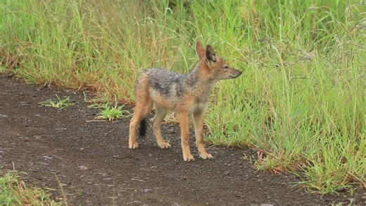 Watch this Jackal Puppy exploring the bush in Kruger National Park, South Africa. #animals #safari #nature #wildlife #amazing | Wildest Kruger Sightings