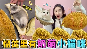 榴莲里有“奶萌小猫”？放烤箱臭味放大1000倍，最后真找到小猫了