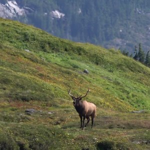 5.1K views · 444 reactions | Well, Alaska elk are just like elk...
