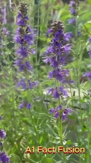 Hyssop: The Ancient Herb That Soothes Your Lungs Naturally 🌬️