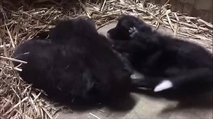 97K views · 2.1K reactions | These tiny black maned wolf pups, especially the one having the BEST STRETCH EVER, are ADORABLE. FOX13news.com/news/229029478-story VIDEO: Little Rock Zoo | FOX 13 News - Tampa Bay | Facebook