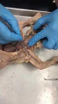 Cat dissection 5 Unit 1 Circulatory