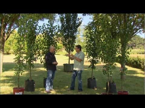 Wes Fleming - Garden Gurus - Narrow Trees