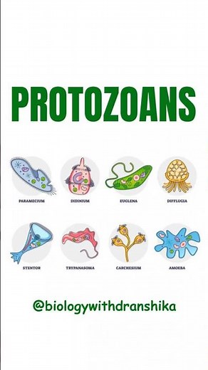 Protozoans – The Tiny Animal-like Protists! 🦠#educationalvideo#protozoa #biology #educationalvideo