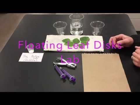 Floating Leaf Disks Lab (Photosynthesis)