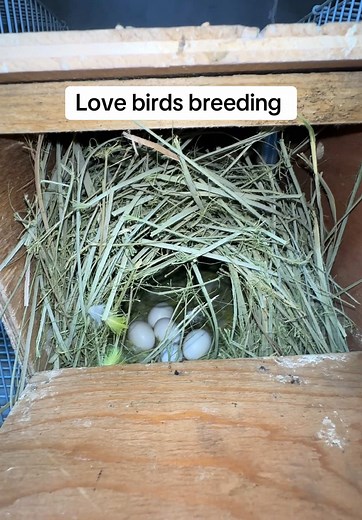 Love birds breeding #lovebirds #probashibirdslover #trend #foryou #parrots #animals #saudiarabia🇸🇦 #100k #trending