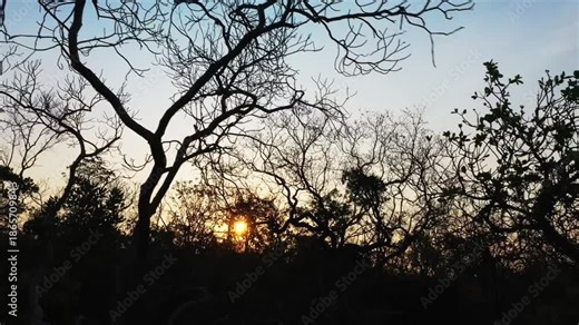 Slow drone descend lowers through backlit Cerrado canopy of gnarled ipê and native woodland trees, transitioning from bright sky to darker understory silhouettes