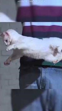 The Physics of Cats Landing Perfectly Every Time! #shorts