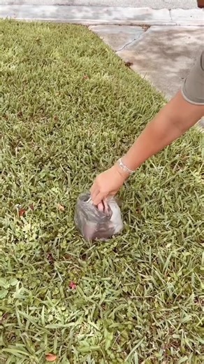 🐾 PORTABLE: DogBuddy Pooper Scooper hooks on a leash. You won't forget it and you won't have to carry it. 🐾 CONVENIENT: DogBuddy Pooper Scooper has integrated waste bag compartment so you are all set. 🐾 EXTENDABLE: Backside adjusts in size so you can scoop it all. 🐾 EFFECTIVE: Remove dog poop and waste from any surface without using your hands. Keep sidewalks and lawns clean! 🐾 MONEY BACK GUARANTEE. If for some reason you are not thrilled with our product, simply contact us for a replacemen