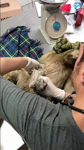 Baby Sloth Clings to Mother and Won't Let Go #sloths #animalrescue #babyanimals