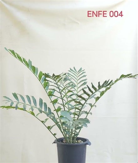 AHEAD Thailand Encephalartos ferox 'ENFE004': The Rare Zululand Cycad with Unmatched Collector Value