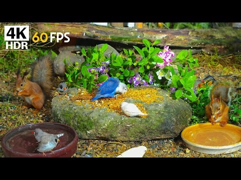 Cat TV Magic 🕊️ Birds & Squirrels Enjoy Spring on Birdtables 🐿️ Nature Videos for Cats in 4K HDR