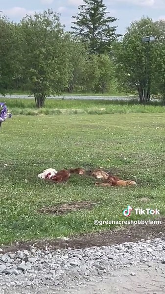 I have filled these holes 5 times. They like this spot. a whole 4 yards of black earth to play in over by the barn but they have to dig up the area im trying to seed😂😂 #eggfarmersontario #rooster #chickens #chicken #hobbyfarm #foryoupage #barn #fyp #