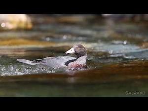 Blue Duck / Whio