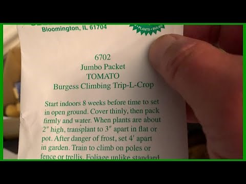 Grow An Italian Tree Tomato // How Do You Do That ?