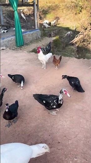 The Secret Lives of Birds