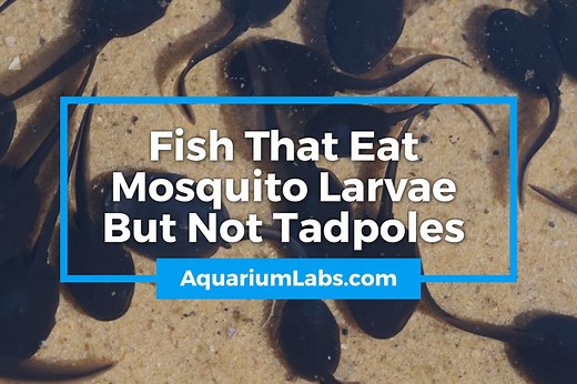 10 Fish That Eat Mosquito Larvae But Not Tadpoles